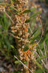 Field dodder